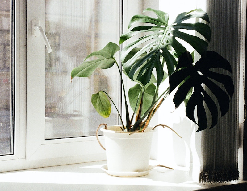 Monstera deliciosa care indoors with bright indirect light near a window