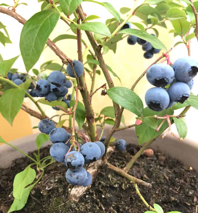 Grow blueberries