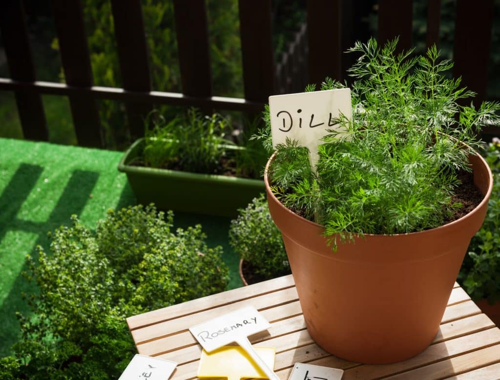 Dill seedlings starting when you grow dill indoors from seed