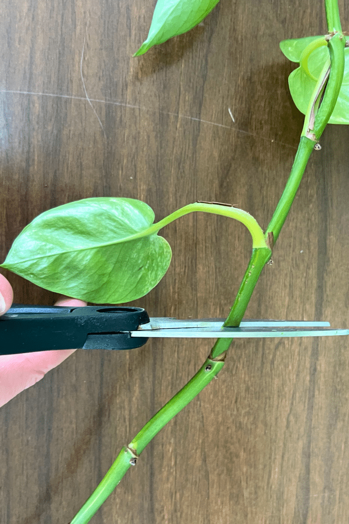 Pruning pothos indoors to encourage bushier growth at the nodes.