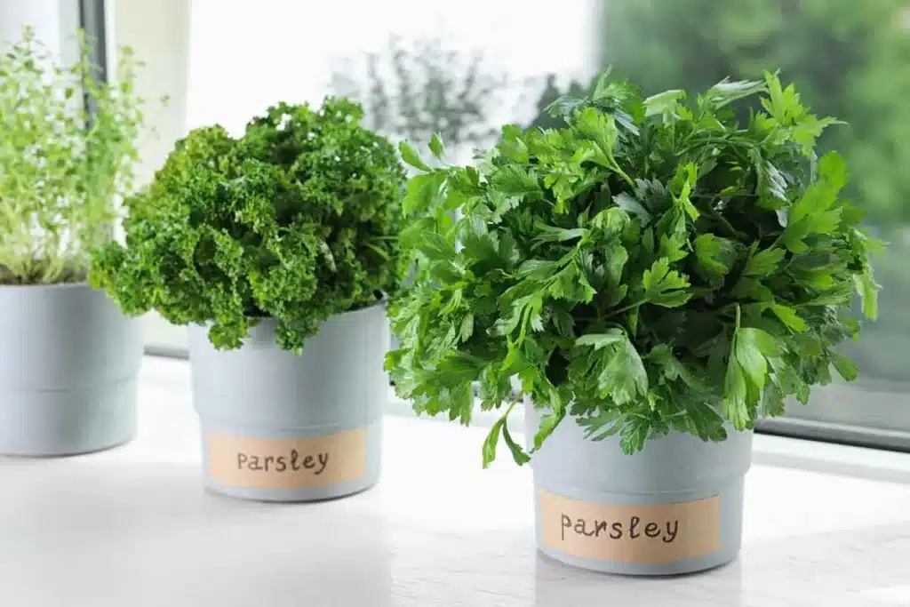 Grow parsley indoors on a bright windowsill for fuller leaf growth