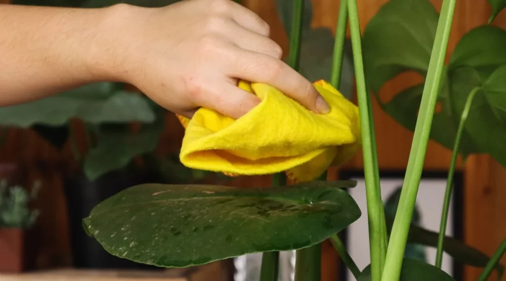 Wiping houseplant leaves to remove dust instead of frequent misting