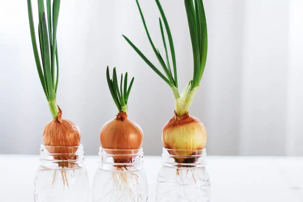 Regrowing spring onions indoors as a fast indoor vegetable option