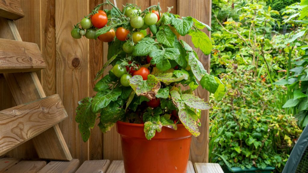 Indoor tomato pot draining properly after watering to prevent soggy soil.