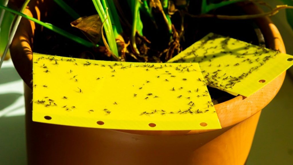 Yellow sticky trap used to monitor thrips on indoor plants