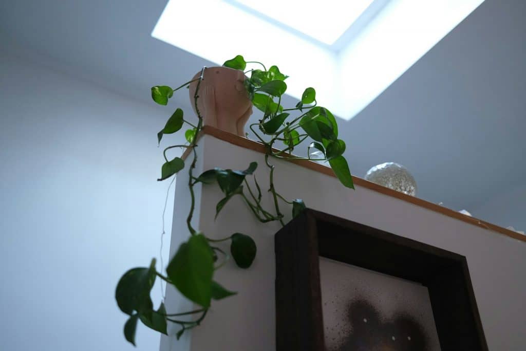 Pothos care indoors with bright indirect light near a window