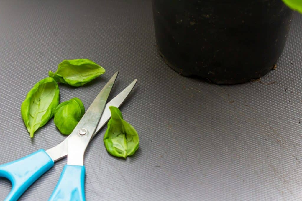 Hand snipping baby salad leaves from a tray with scissors.