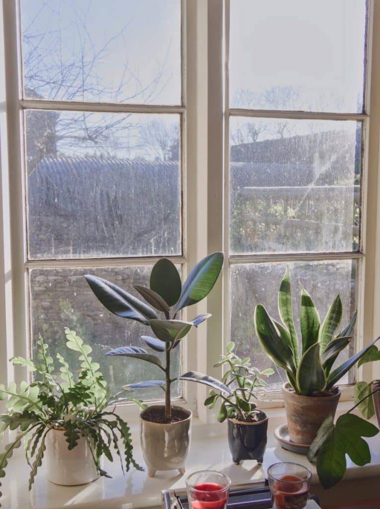 Brighter window placement helps make indoor plants grow faster