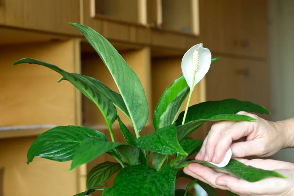 Removing scale on indoor plants with a cotton bud from a houseplant stem.