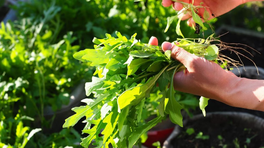 Arugula seedlings sprouting indoors for quick home-grown rocket