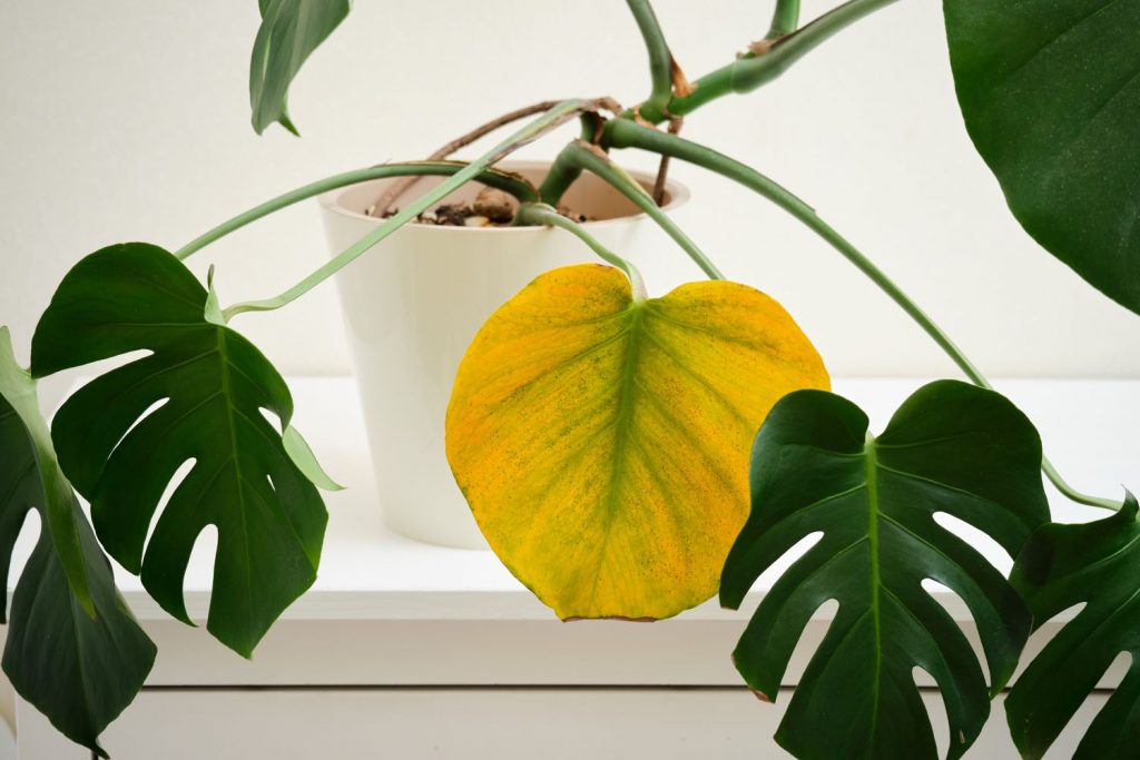 indoor plant leaves showing yellowing and pale