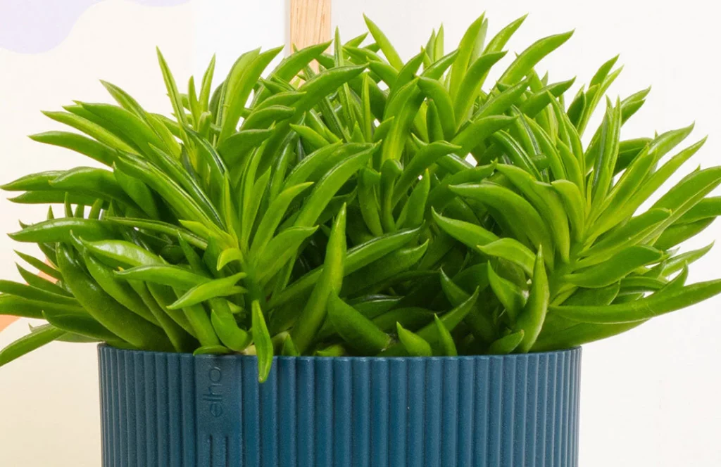 Dwarf green beans growing indoors in a pot near a bright window