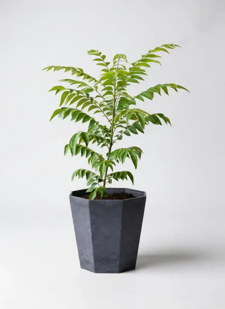Curry leaf plant growing indoors in a pot near a bright window