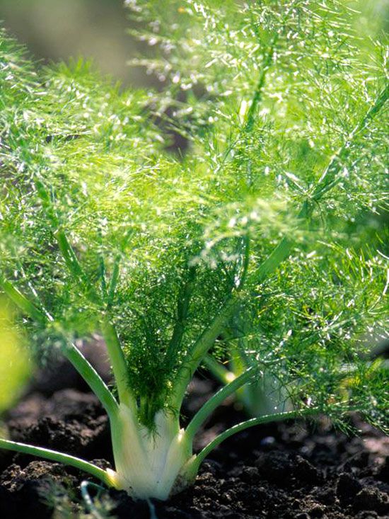 Fennel growing indoors in a deep pot near bright natural light.