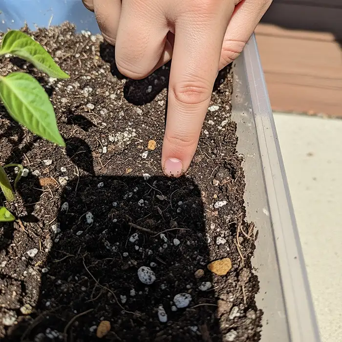 Checking below the surface helps avoid indoor plant watering mistakes