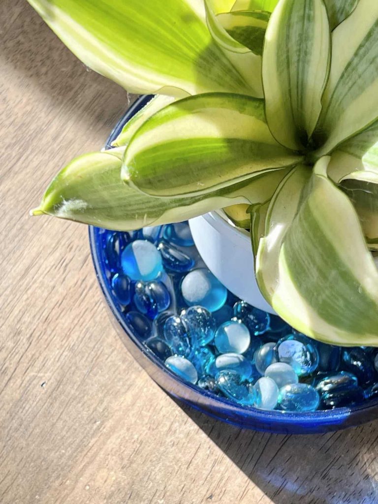 indoor plant sitting on a pebble tray used to raise humidity around the plant