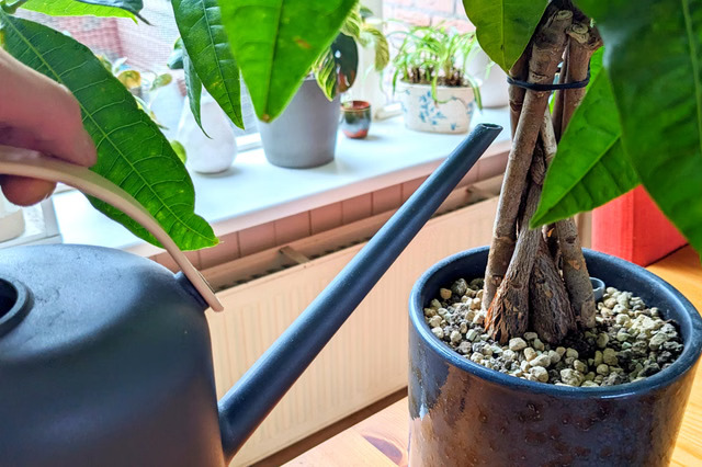 recovering indoor plant in fresh compost after fertiliser burn treatment