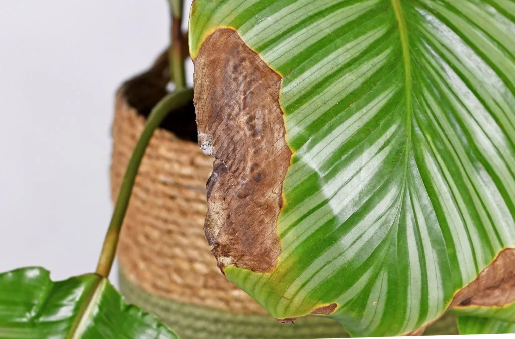 Houseplant with slight brown leaf tips and white fertiliser residue on the compost surface beside a plant food bottle.