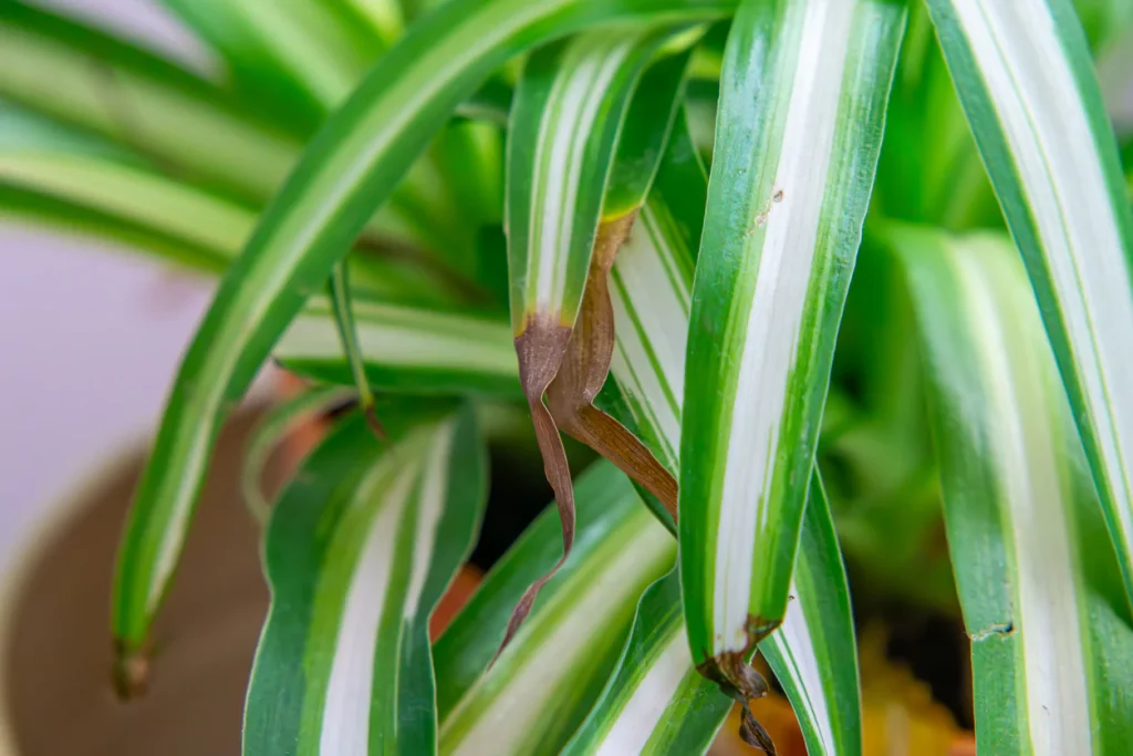 indoor plant showing early signs of over-fertilising with burnt leaf tips and salt build-up.