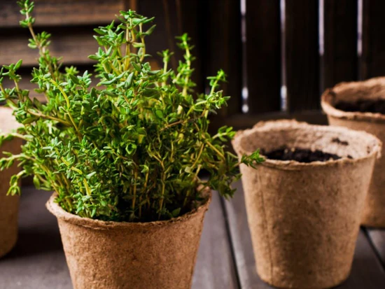 Marjoram growing indoors in a terracotta pot near a bright kitchen window