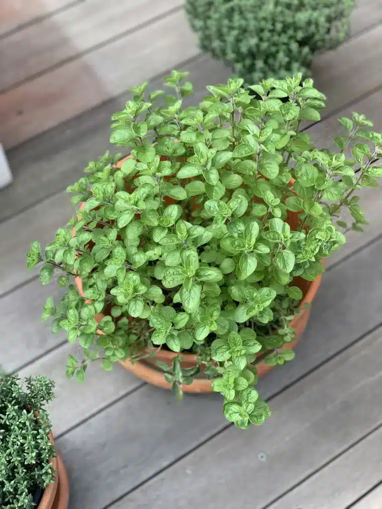 Free-draining pot and compost setup for growing oregano indoors
