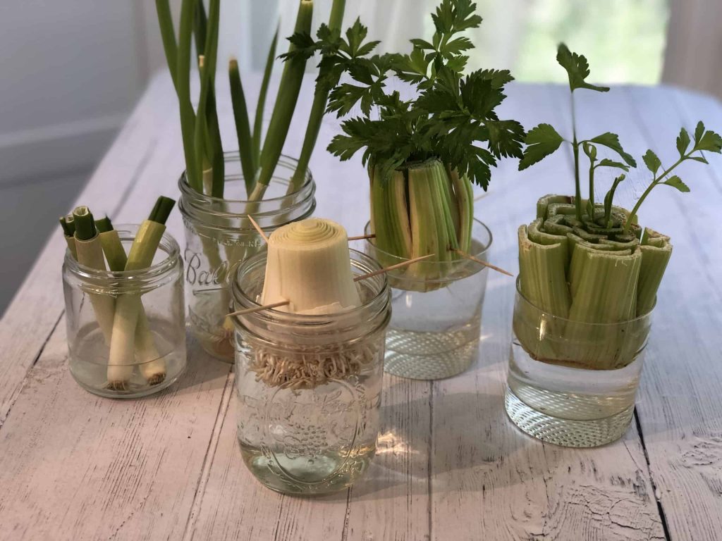 Regrow kitchen scraps indoors in jars on a bright windowsill