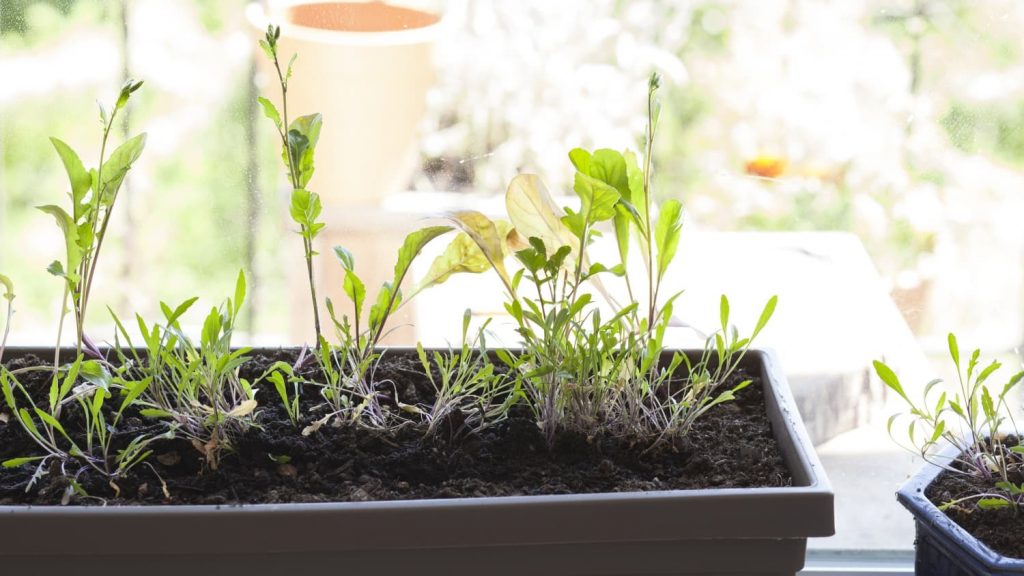 Grow arugula indoors in a tray on a bright windowsill