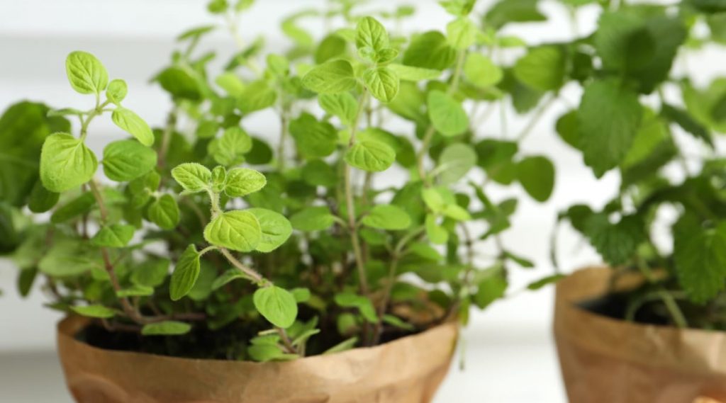 Oregano growing indoors in a terracotta pot on a bright kitchen windowsill