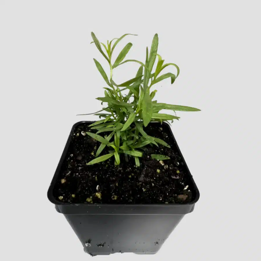 French tarragon growing