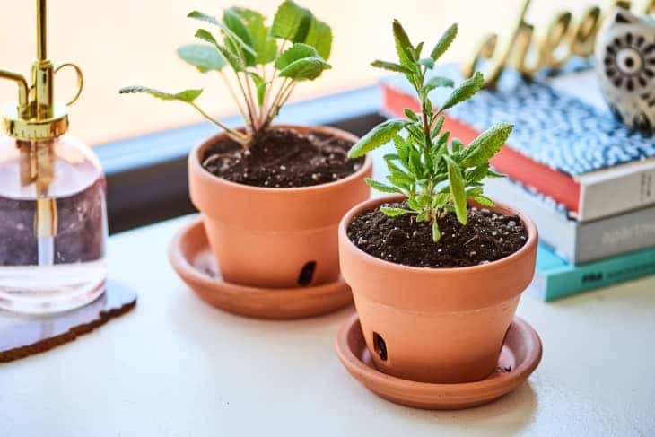 Sage growing indoors in a terracotta pot on a bright windowsill