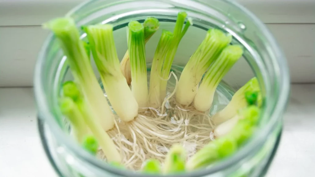 Spring onions regrow fast when you regrow kitchen scraps indoors
