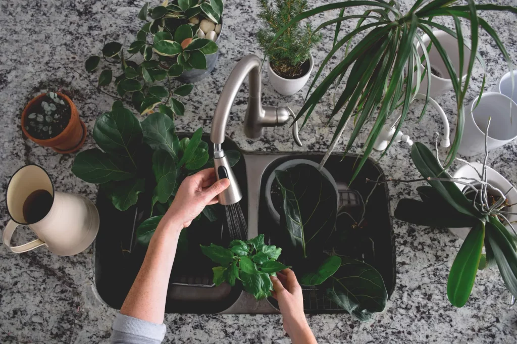 Proper deep watering avoids common indoor plant watering mistakes