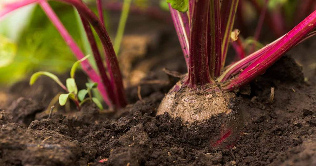 Beetroot plants growing indoors in a deep planter near a bright window