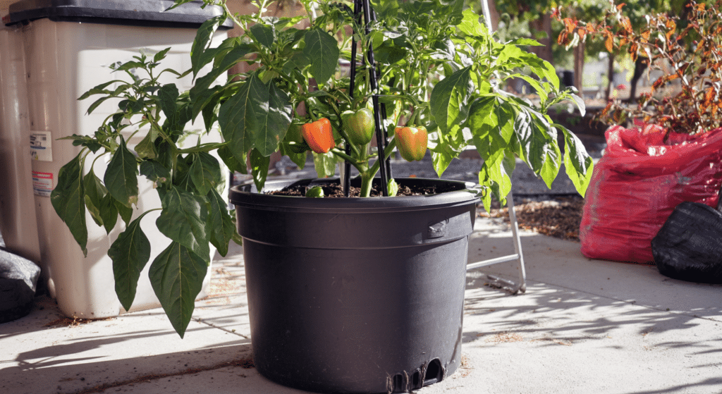 Deep pot and free-draining compost setup for growing bell peppers indoors