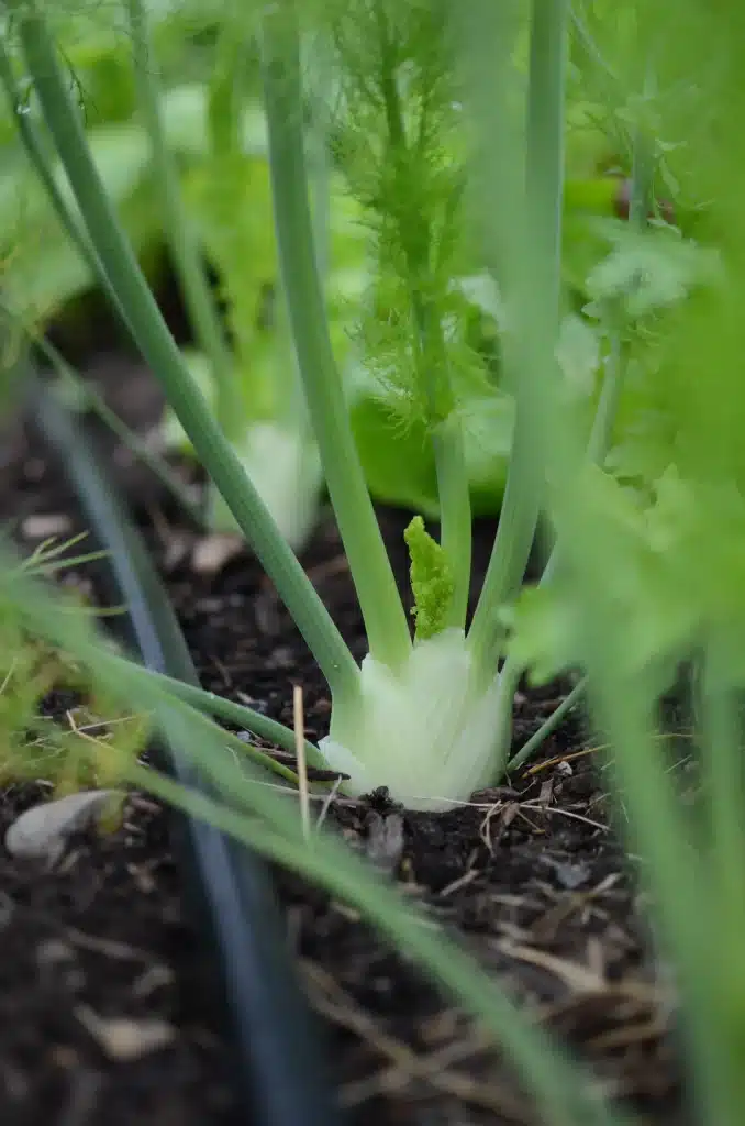 Deep pot and free-draining compost setup for growing fennel