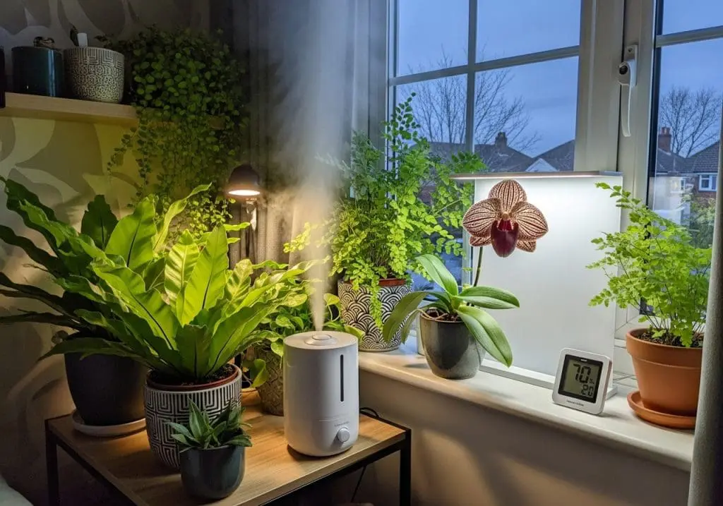 indoor houseplants beside a humidifier and hygrometer near a window