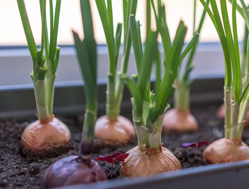 Indoor onion planter with free-draining compost and proper drainage
