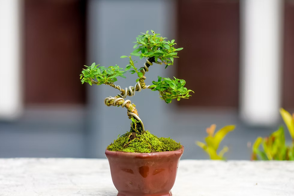 healthy bonsai tree showing fresh new growth after improved care.
