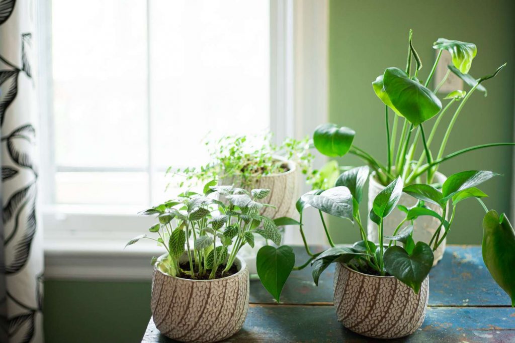healthy indoor plants in an eco-friendly home growing setup