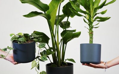 Best Pots for Indoor Vegetables: Size and Depth Guide