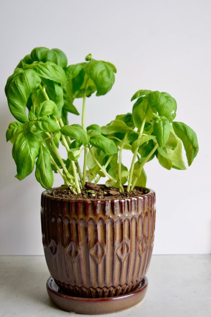 indoor vegetable pot with drainage holes and saucer for healthy root growth