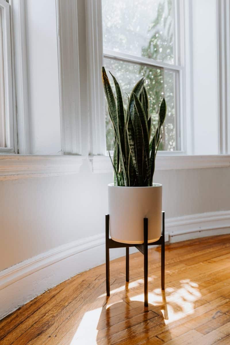 Snake plant on a raised plant stand beside a bright window