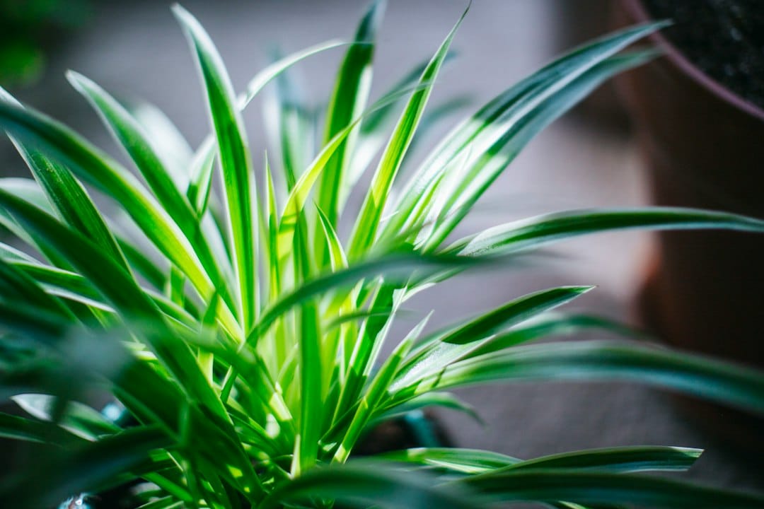 Spider plant growing indoors in a pot