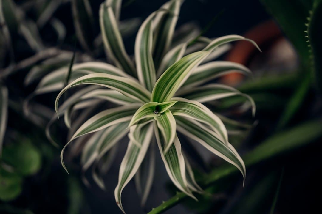 Spider plant displayed indoors in a decorative pot